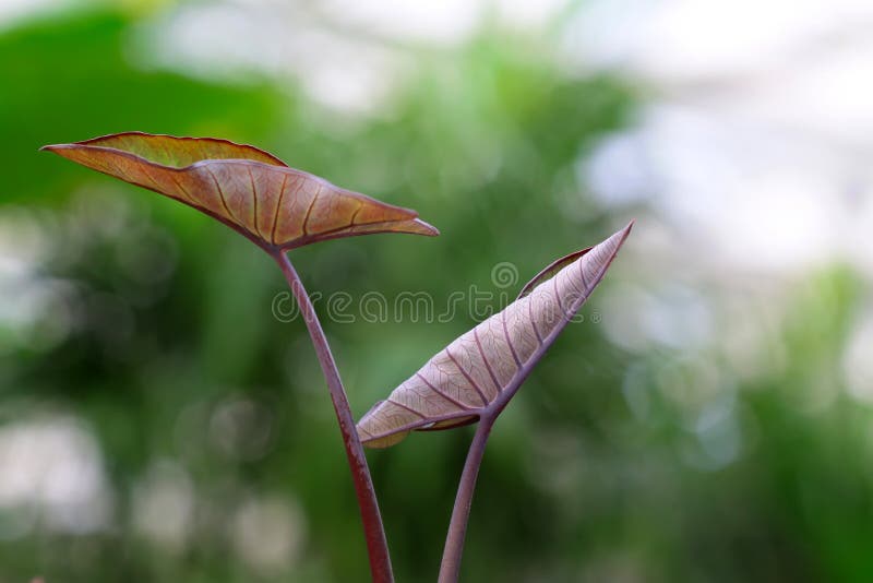 Arrowroot blade