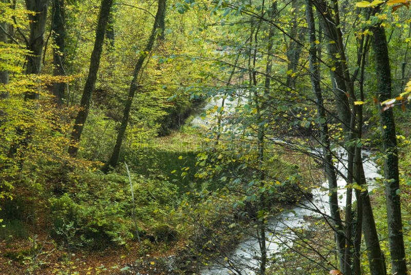 Arroyo que atraviesa el bosque imagen de archivo libre de regalías Arroyo que atraviesa el bosque imagen de archivo libre de regalías