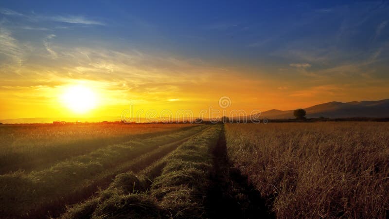 Arroz, campo de trigo contra puesta del sol durante cosecha fotos de archivo libres de regalías Arroz, campo de trigo contra puesta del sol durante cosecha fotos de archivo libres de regalías