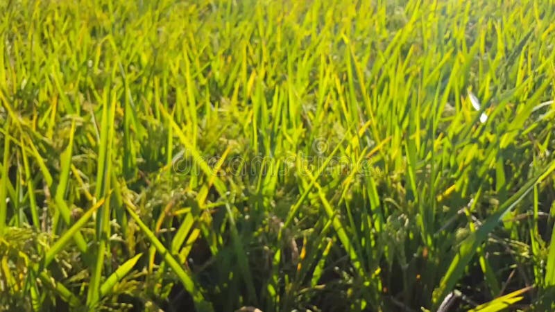 Arroz de balanço devido aos fortes vento no campo do arroz de um fazendeiro