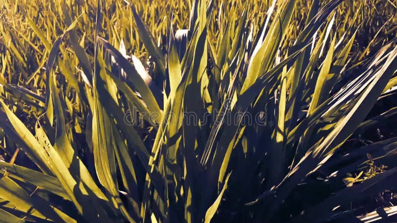 Arroz de balanço devido aos fortes vento no campo do arroz de um fazendeiro