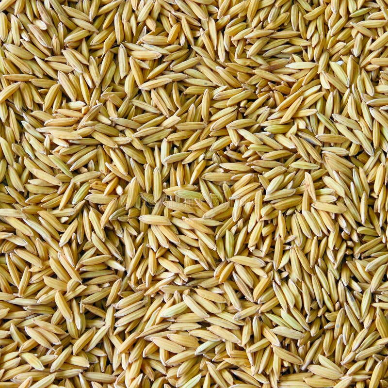 Arroz de sequeiro imagem de stock