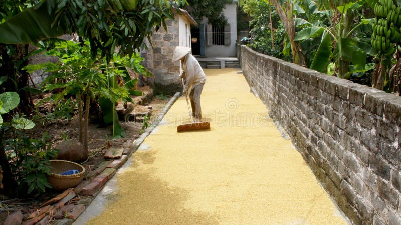 Arroz seco del granjero vietnamita de la mujer debajo del sol foto de archivo Arroz seco del granjero vietnamita de la mujer debajo del sol foto de archivo