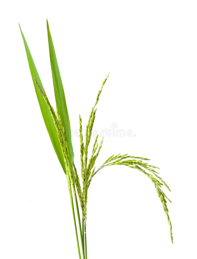 arroz verde do ponto isolado imagem de stock arroz verde do ponto isolado imagem de stock