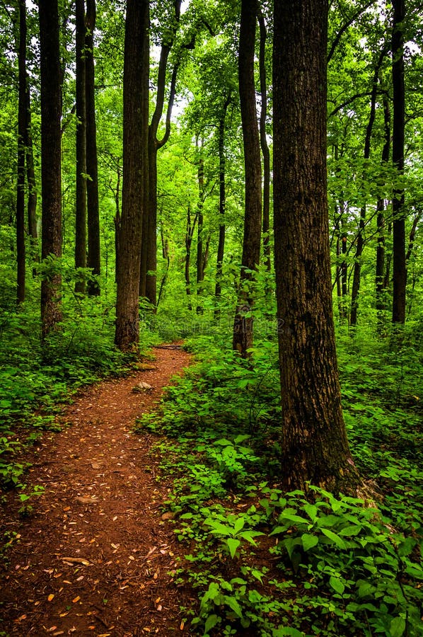 Arrástrese a través de árboles altos en un bosque enorme, parque nacional de Shenandoah imagen de archivo Arrástrese a través de árboles altos en un bosque enorme, parque nacional de Shenandoah imagen de archivo