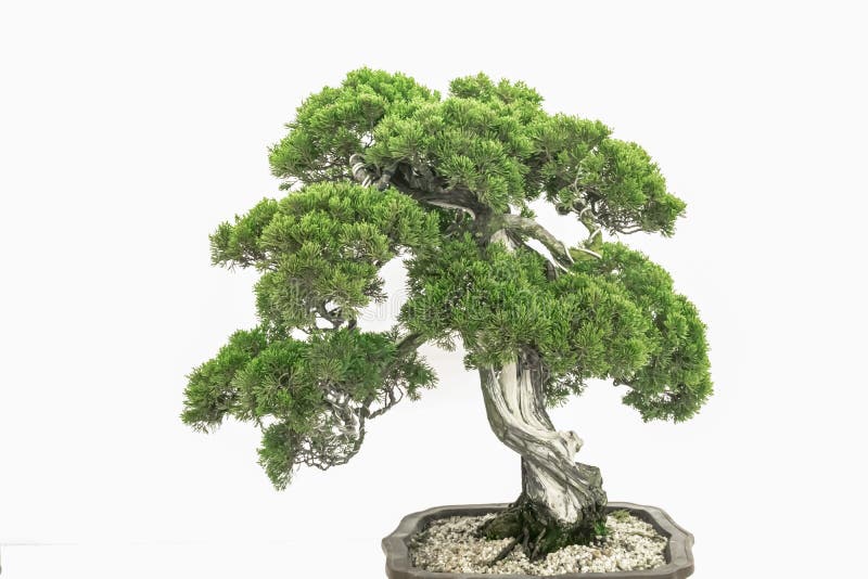 Art Bonsai On A Pure White Background Stock Photo Image Of Closeup Location 229059810