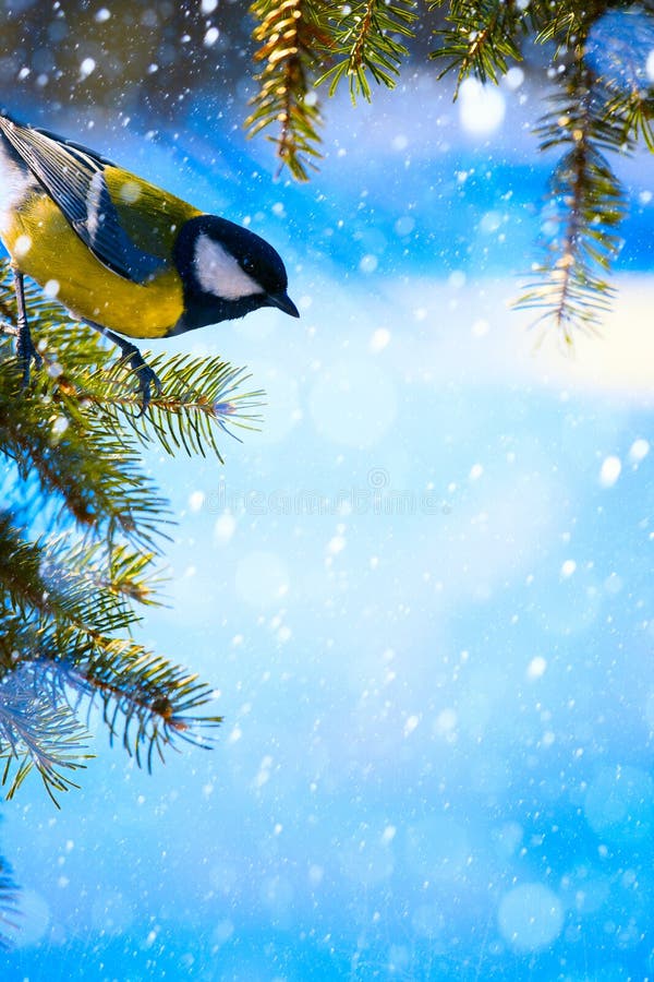 Natural Winter Background with Beautiful Birds Tits Hang on a Sh