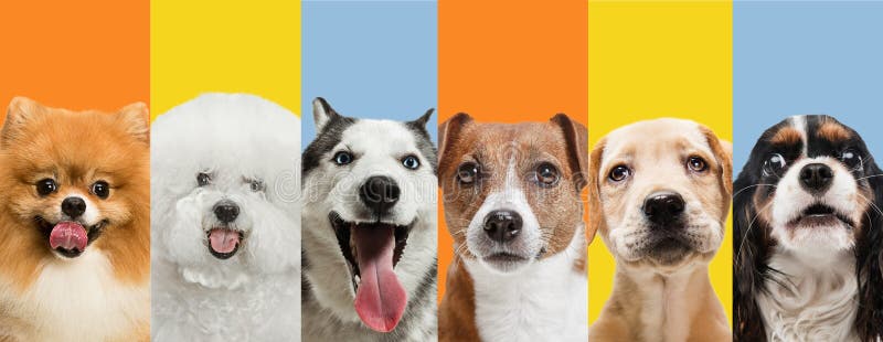 Art Collage Made of Funny Dogs Different Breeds on Multicolored Studio  Background. Stock Illustration - Illustration of white, care: 217362407