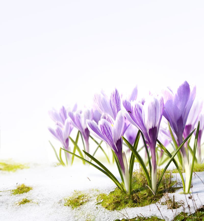 Art Crocus Flowers in the Snow Thaw Stock Photo Image of march, cold