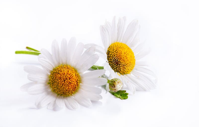 Art daisies spring white flower isolated on white background