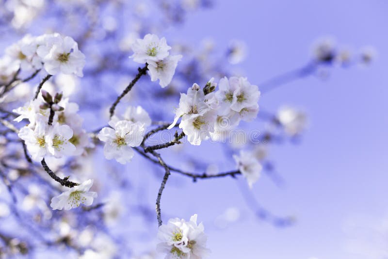 Art de frontière ou de fond de ressort avec les fleurs roses d'amande, belle scène de nature avec l'arbre de floraison, ciel un j images libres de droits Art de frontière ou de fond de ressort avec les fleurs roses d'amande, belle scène de nature avec l'arbre de floraison, ciel un j images libres de droits