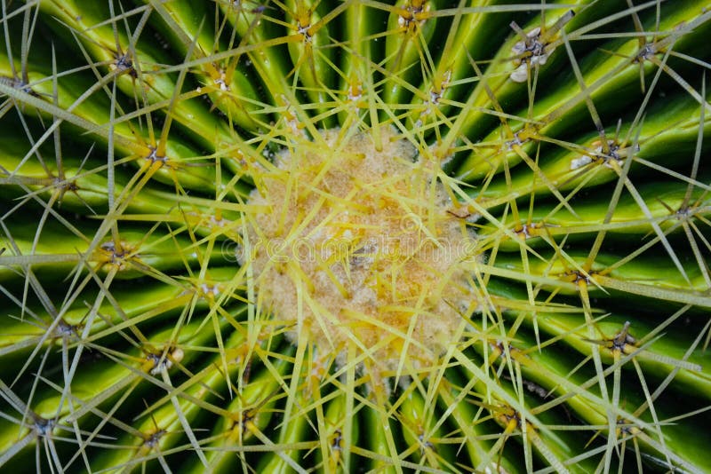 Art des Kaktus über Winkelsicht lizenzfreies stockfoto