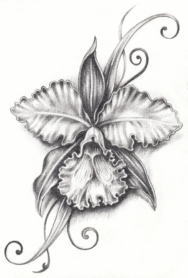 Art Cattleya Flower Tattoo. royalty free illustration.