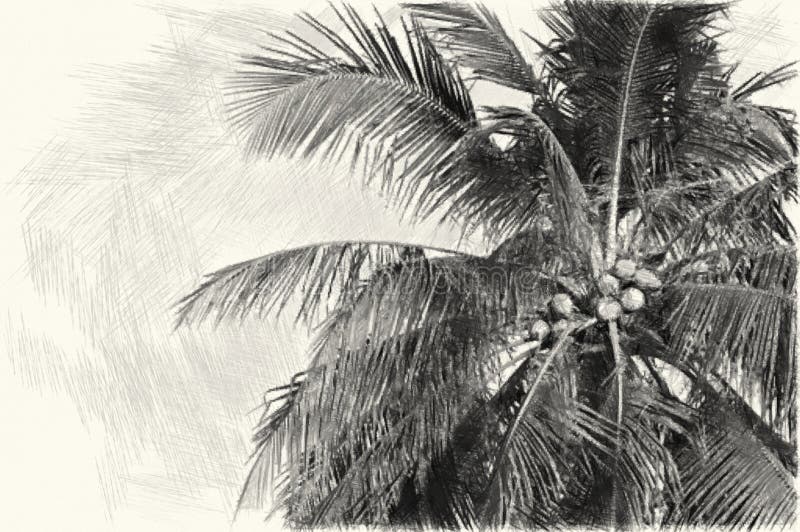 Coconut Tree Drawing Stock Illustrations 7 026 Coconut Tree Drawing Stock Illustrations Vectors Clipart Dreamstime coconut tree drawing stock