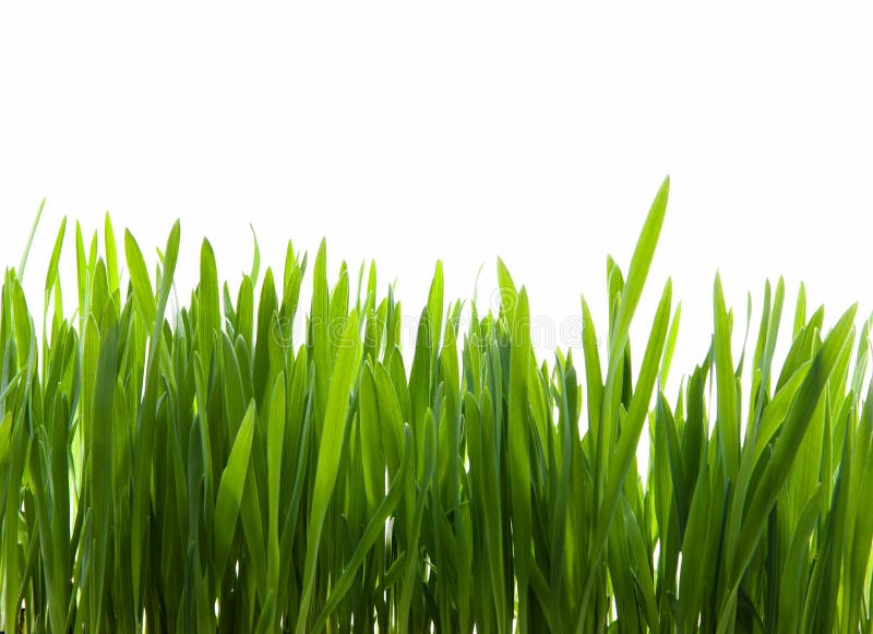 Art green grass on white background royalty free stock image