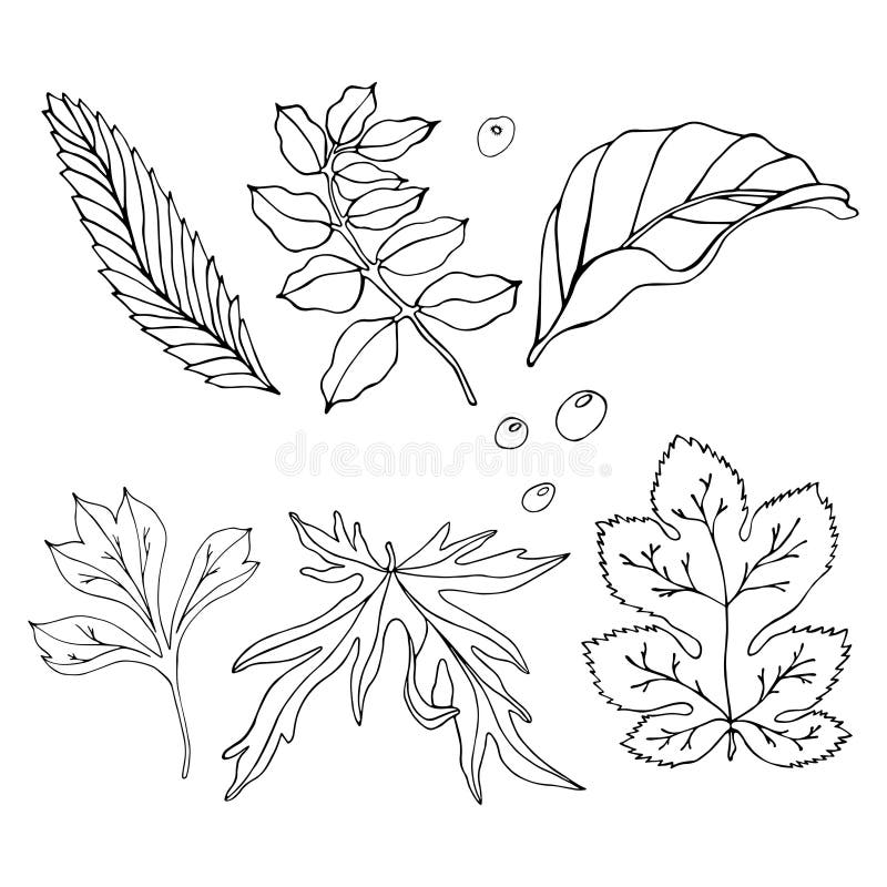 Set Of Hand Drawn Leaves For Your Design Stock Vector Illustration