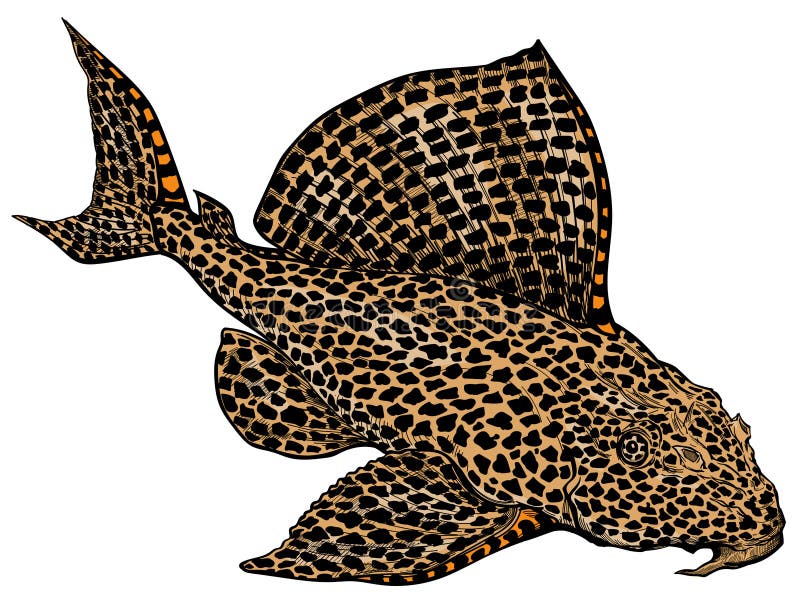 Leopard Plecostomus. Freshwater catfish