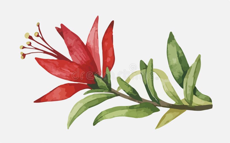 Cardinal Flower Watercolor Created with AI, Nice Looking Stock Vector
