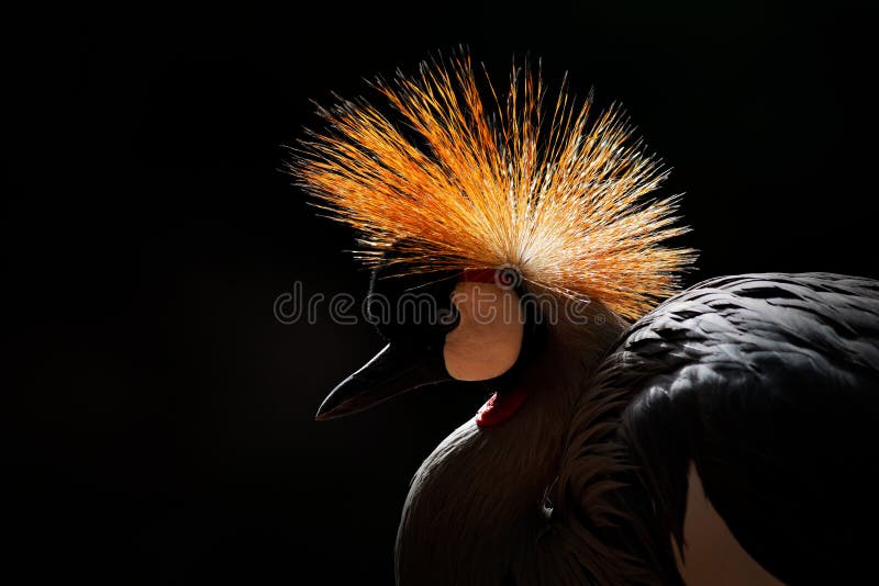 Art image of bird. Grey crowned crane, Balearica regulorum, with dark background. Bird head with gold crest in beautiful evening s