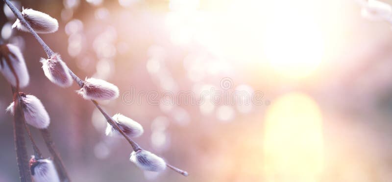 Art Nature Spring background with blooming willow tree on sunny bokeh background royalty free stock photography