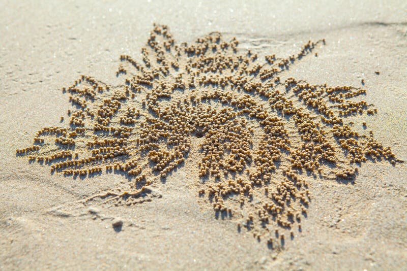 Art of pattern developed of small ghost crab hole on sand beach