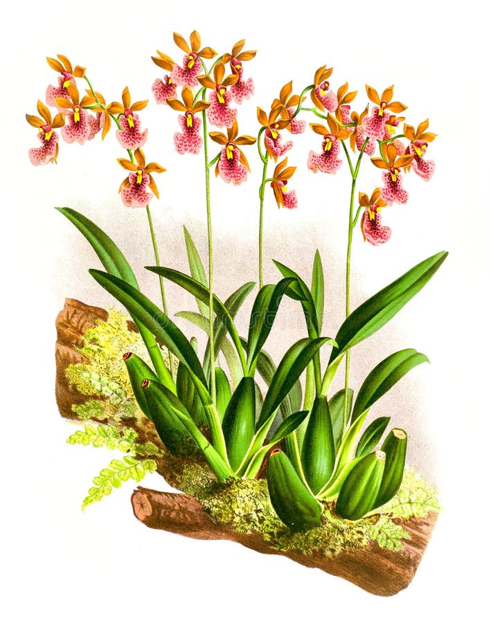 Art Picture. Illustration on white background stock image Art Picture. Illustration on white background stock image