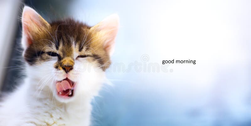 Art Sleepy-kat; Het leuke slaperige gezicht van een katje stock fotografie Art Sleepy-kat; Het leuke slaperige gezicht van een katje stock fotografie