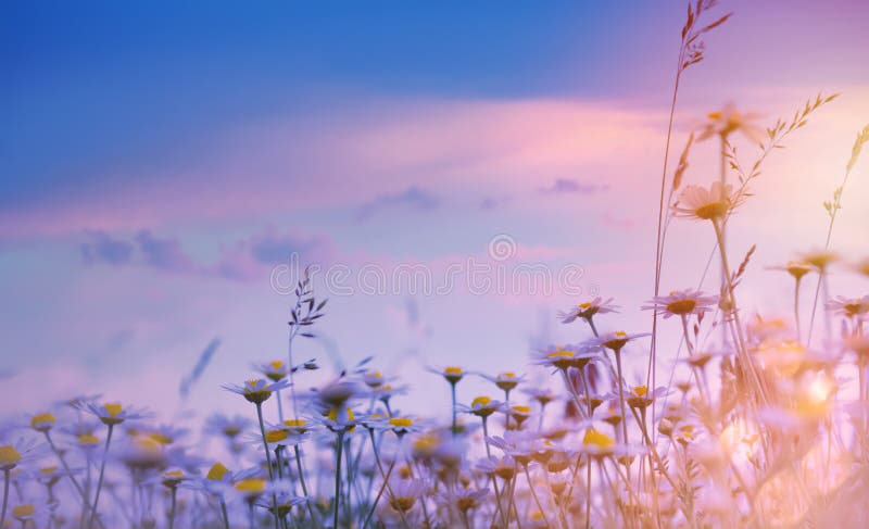 Art summer floral nature background;  sunset over meadow