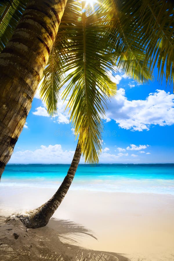 Beach with palm trees stock image. Image of landscape - 40112533