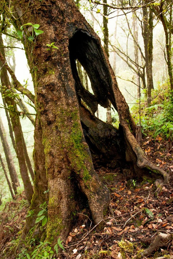 Art of tree stock image. Image of trekking, trekker 127127821
