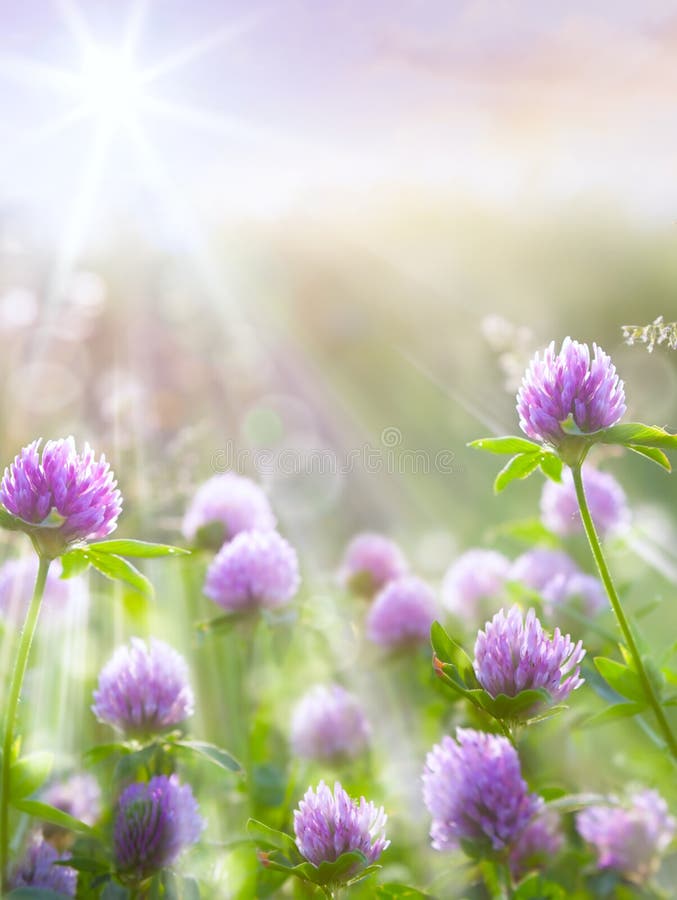 Arte Salvaje trébol flores primavera.