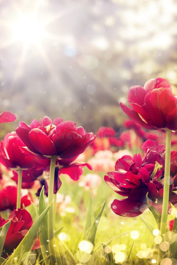 Art Wild Flowers Covered with Dew in the Sunlight Stock Image Image