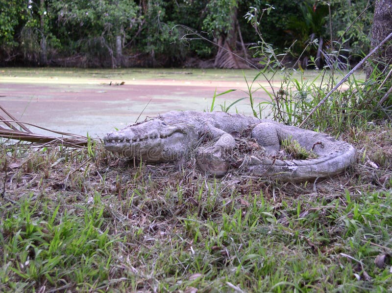 Arte australiana del giardino del coccodrillo sulla sponda del fiume fotografia stock libera da diritti Arte australiana del giardino del coccodrillo sulla sponda del fiume fotografia stock libera da diritti