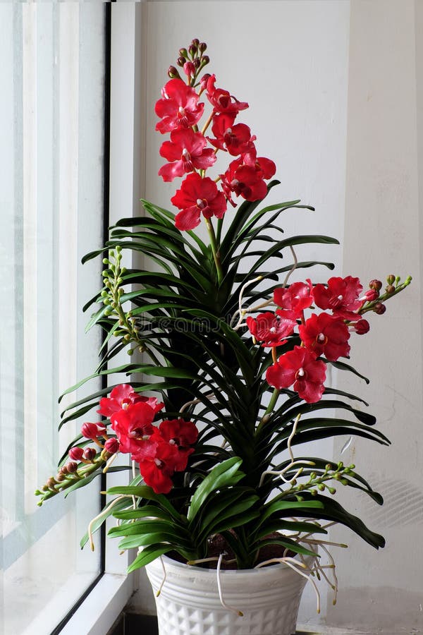 Arte Da Argila, Potenciômetro Da Orquídea De Vanda Foto de Stock - Imagem de  flores, consideravelmente: 89232846