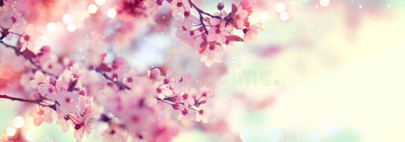 Spring border or background art with pink blossom. Beautiful nature scene with blooming tree and sun flare. Spring border or background art with pink blossom. Beautiful nature scene with blooming tree and sun flare