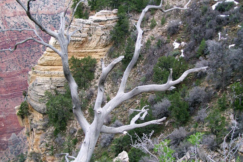 Arte della natura immagini stock libere da diritti Arte della natura immagini stock libere da diritti