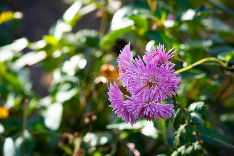 Arte verde della natura del fondo dei fiori porpora della molla fotografie stock Arte verde della natura del fondo dei fiori porpora della molla fotografie stock