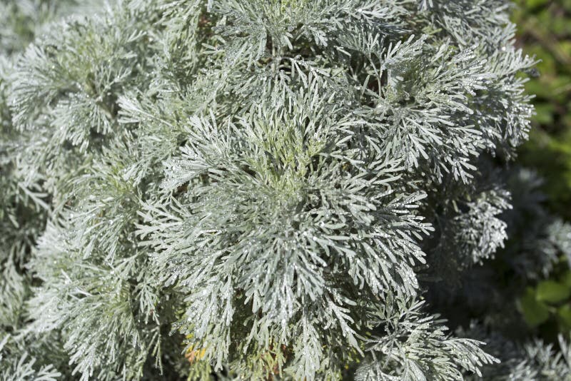 An artemisia arborescens plant in Sardinia