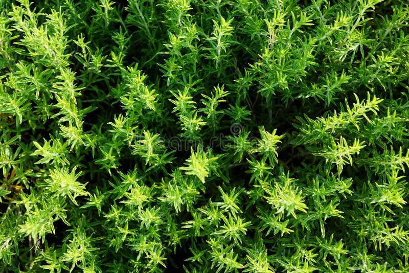 Artemisia dracunculus zdrowy ziele obrazy royalty free Artemisia dracunculus zdrowy ziele obrazy royalty free