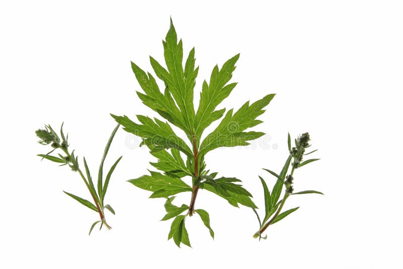 Common mugwort (Artemisia vulgaris) isolated against a white background. Common mugwort (Artemisia vulgaris) isolated against a white background