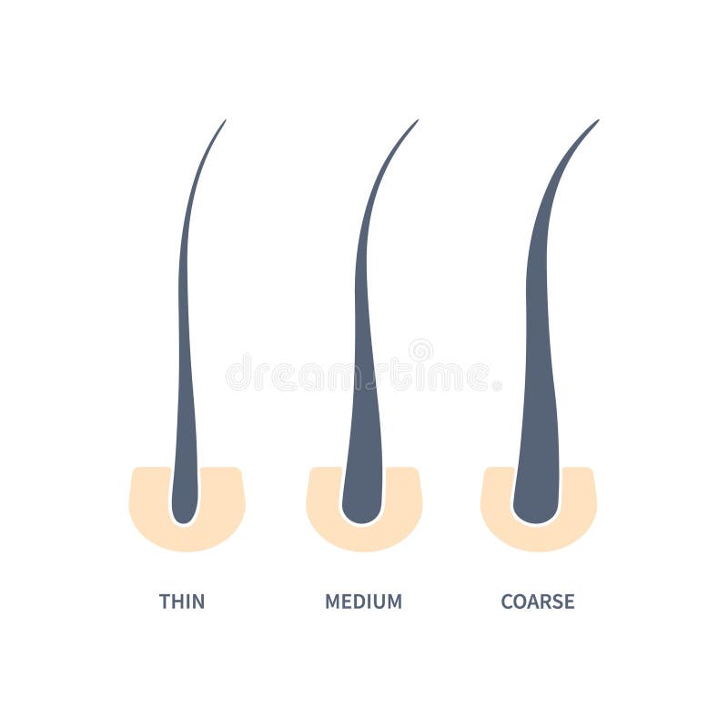 Hair thickness types classification set. Skin cross-section with fine, medium, coarse strands. Anatomical width structure scheme. Cartoon vector illustration. Hair thickness types classification set. Skin cross-section with fine, medium, coarse strands. Anatomical width structure scheme. Cartoon vector illustration.