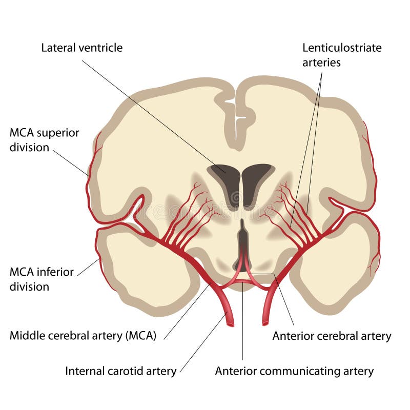 Arteria cerebrale centrale