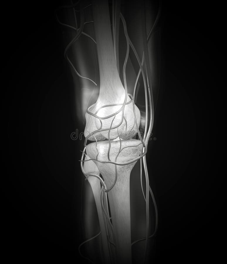 Close up of knee x-ray with arteries, veins, bones. Close up of knee x-ray with arteries, veins, bones