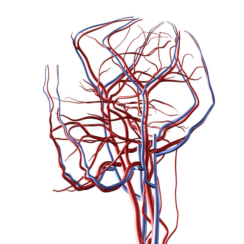 Head and Brain arteries close-up. Head and Brain arteries close-up