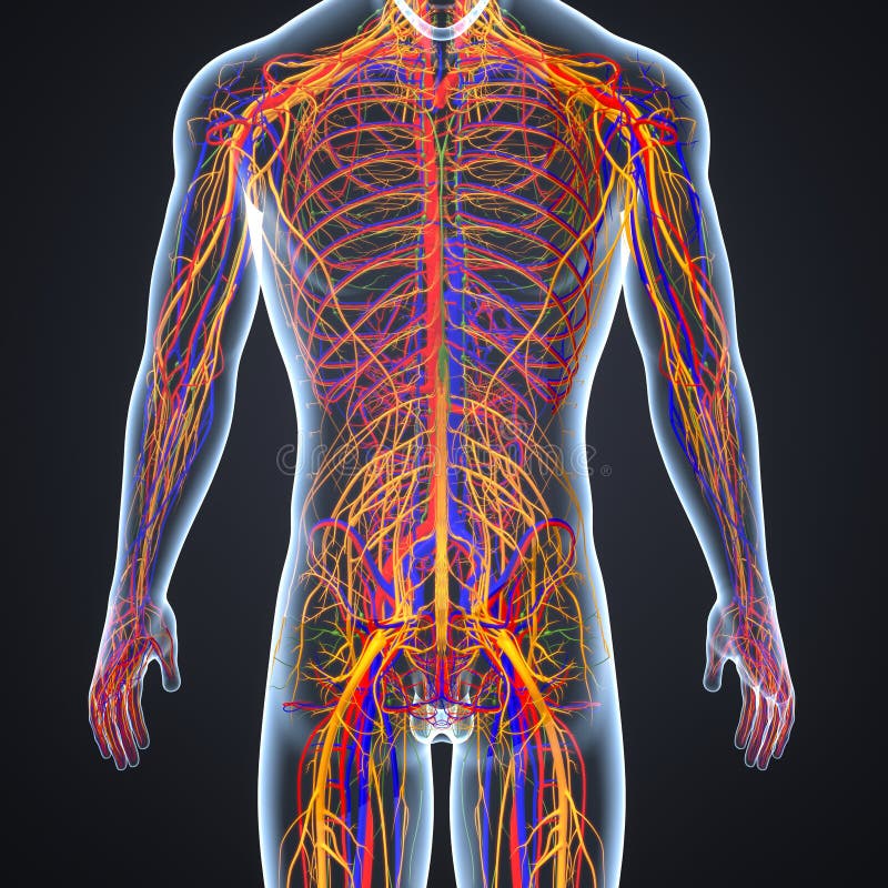 Arterie Vene E Nervi Con Il Corpo Umano Illustrazione Di Stock Illustrazione Di Assone Nervoso