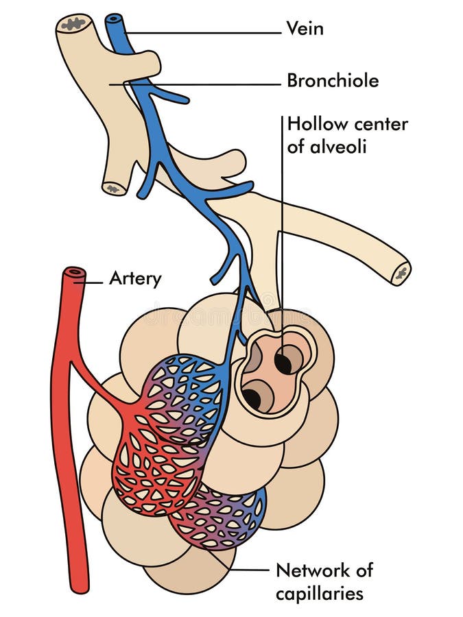 Artery and vein stock illustration Artery and vein stock illustration