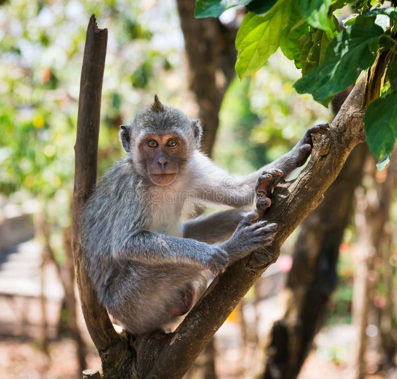 Artful monkey sitting on the tree stock images