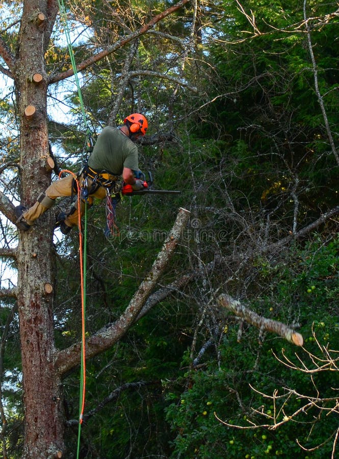 Arti d'attaccatura di taglio della taglierina dell'albero dall'albero immagini stock Arti d'attaccatura di taglio della taglierina dell'albero dall'albero immagini stock