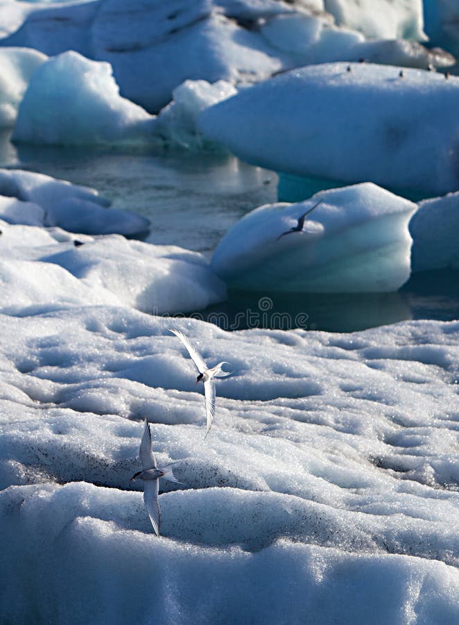 Artic Tern - Jokulsarlon lake, Iceland