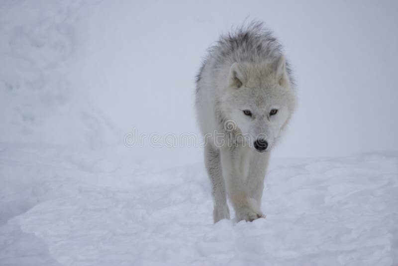 Artic wolf in de sneeuw stock afbeeldingen Artic wolf in de sneeuw stock afbeeldingen
